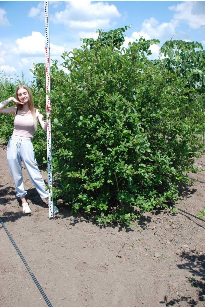 Горобина / Аронія чорноплідна (кущ) - ком60кг/вис.150-170см/Ø170-180см